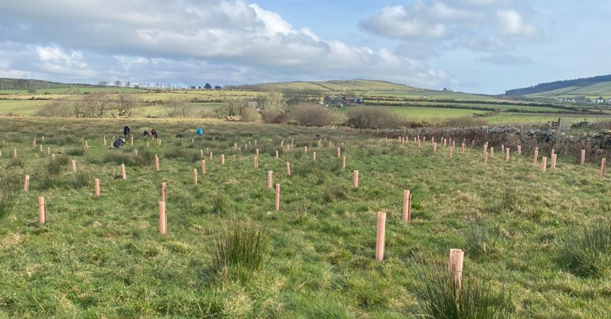 Oak Group donates 100 Oak trees as part of 25th anniversary celebration